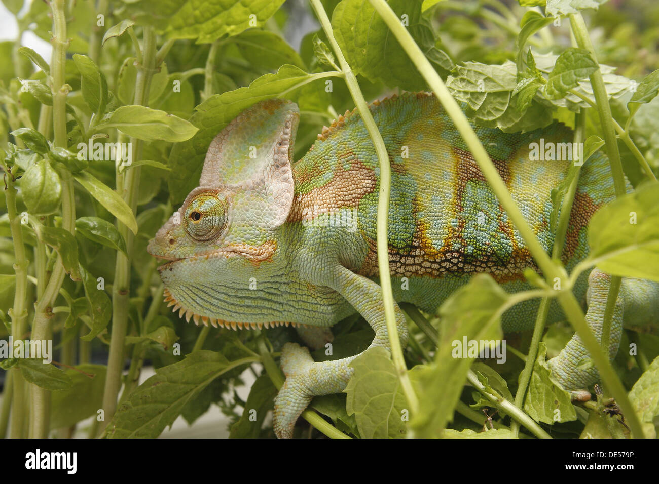 männliche Jemen oder Jemenchamäleon unter Pflanzen Chamaeleo calyptratus Stockfoto