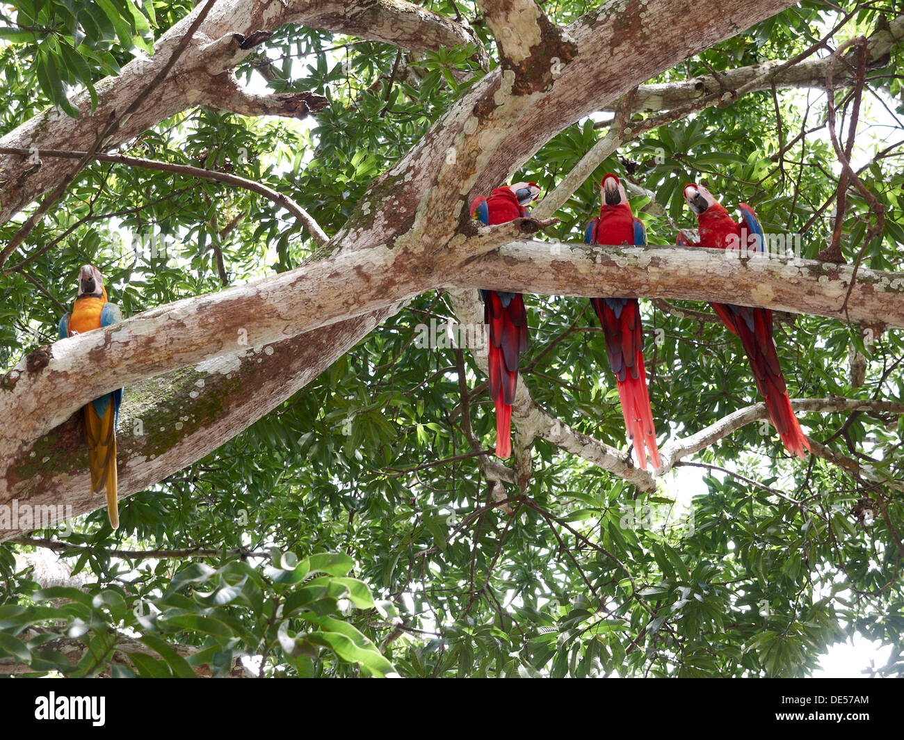 Rote Aras (Ara Macao) und eine blau-gelbe Ara oder blau und Gold Aras (Ara Ararauna) thront auf einem Baum Stockfoto