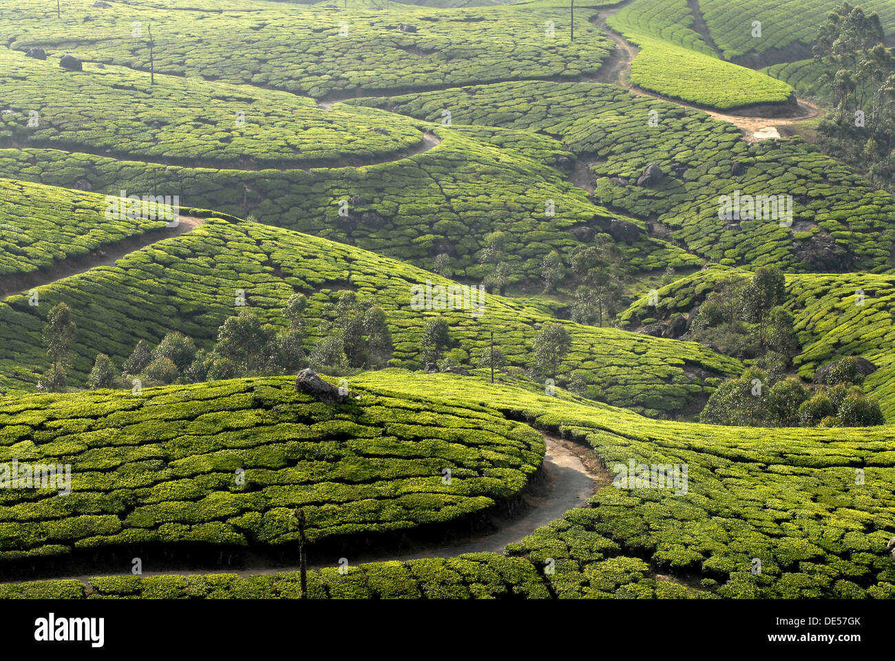 Tee-Plantagen in Munnar, Western Ghats, Kerala, Südindien, Indien, Asien Stockfoto