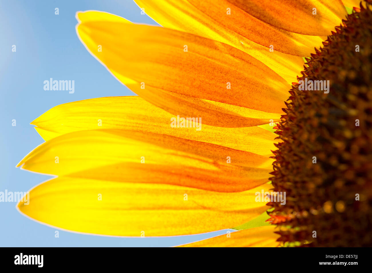 Sonnenblume (Helianthus Annuus), Detailansicht der Blüte, Stuttgart, Baden-Württemberg Stockfoto