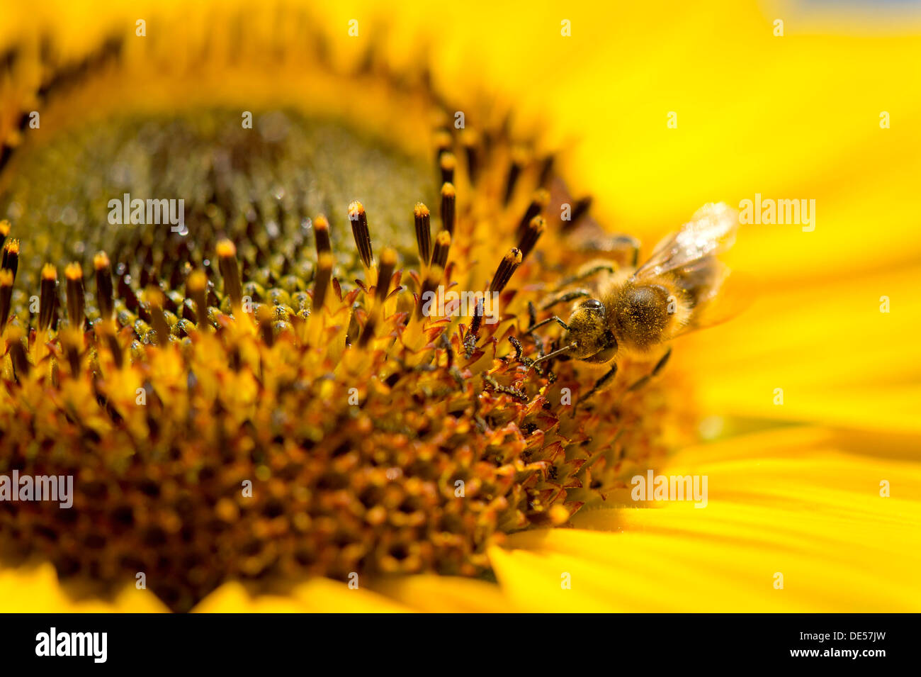 Westliche Honigbiene (Apis Mellifera) thront auf einer Sonnenblume (Helianthus Annuus), Detailansicht der Blüte, Stuttgart Stockfoto