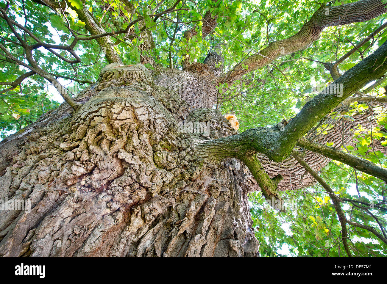 Stamm einer Eiche (Quercus) am Emmertshof, mit ca. 750 Jahren eines der ältesten Eichen in Deutschland, in der Nähe von Neuenstein, Hohenlohe Stockfoto