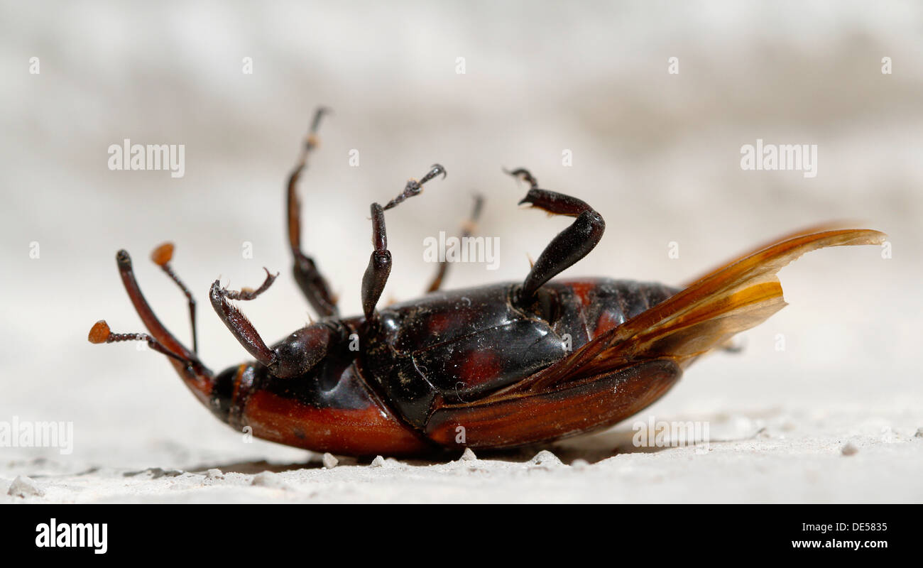 Eine rote Palmen Käfer, der schlimmste Schädling für jede Art von Palmen wird in Palma De Mallorca, der spanischen Mittelmeerinsel gesehen. Stockfoto
