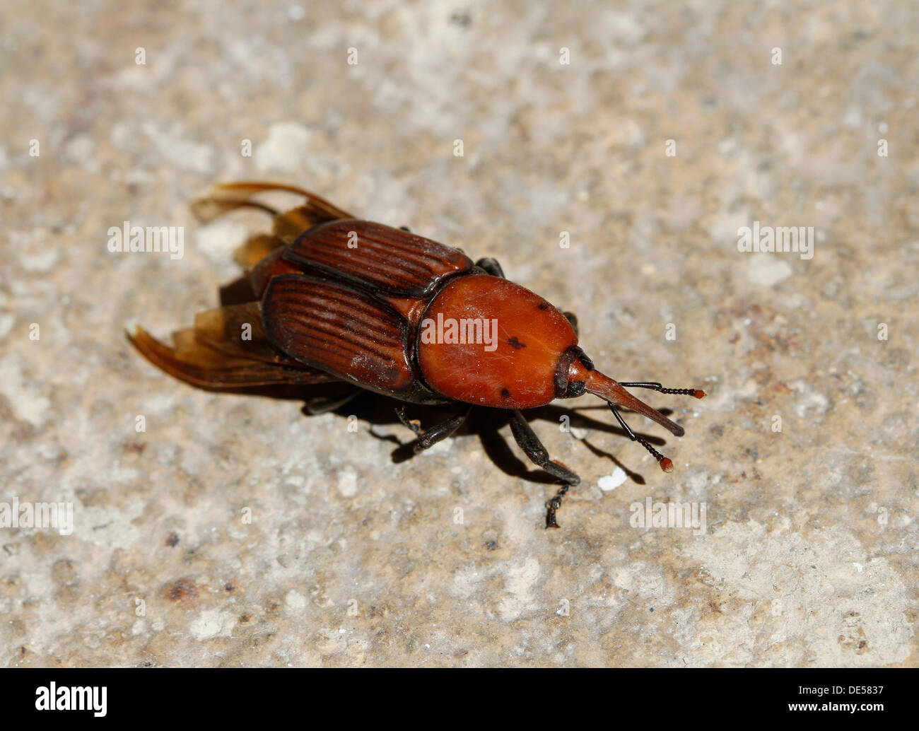 Eine rote Palmen Käfer, der schlimmste Schädling für jede Art von Palmen wird in Palma De Mallorca, der spanischen Mittelmeerinsel gesehen. Stockfoto