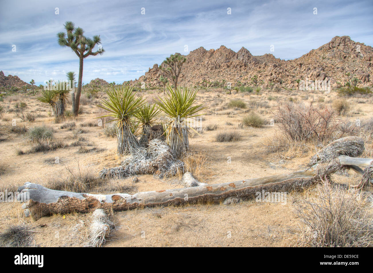 Joshua Tree Nationalpark, Kalifornien Stockfoto