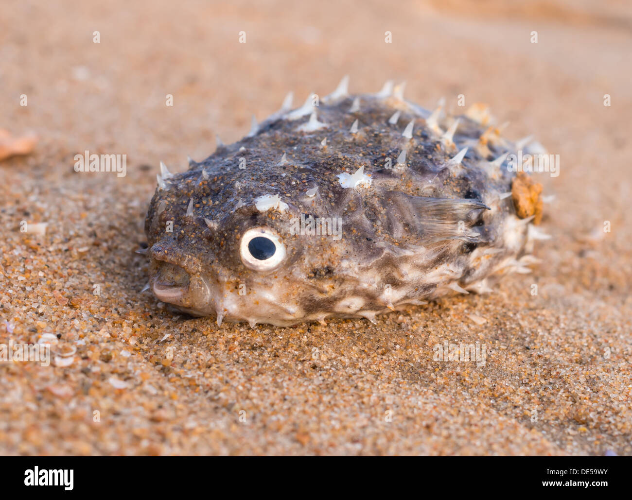 Fisch stachelige dickbäuchige am Strand Stockfoto