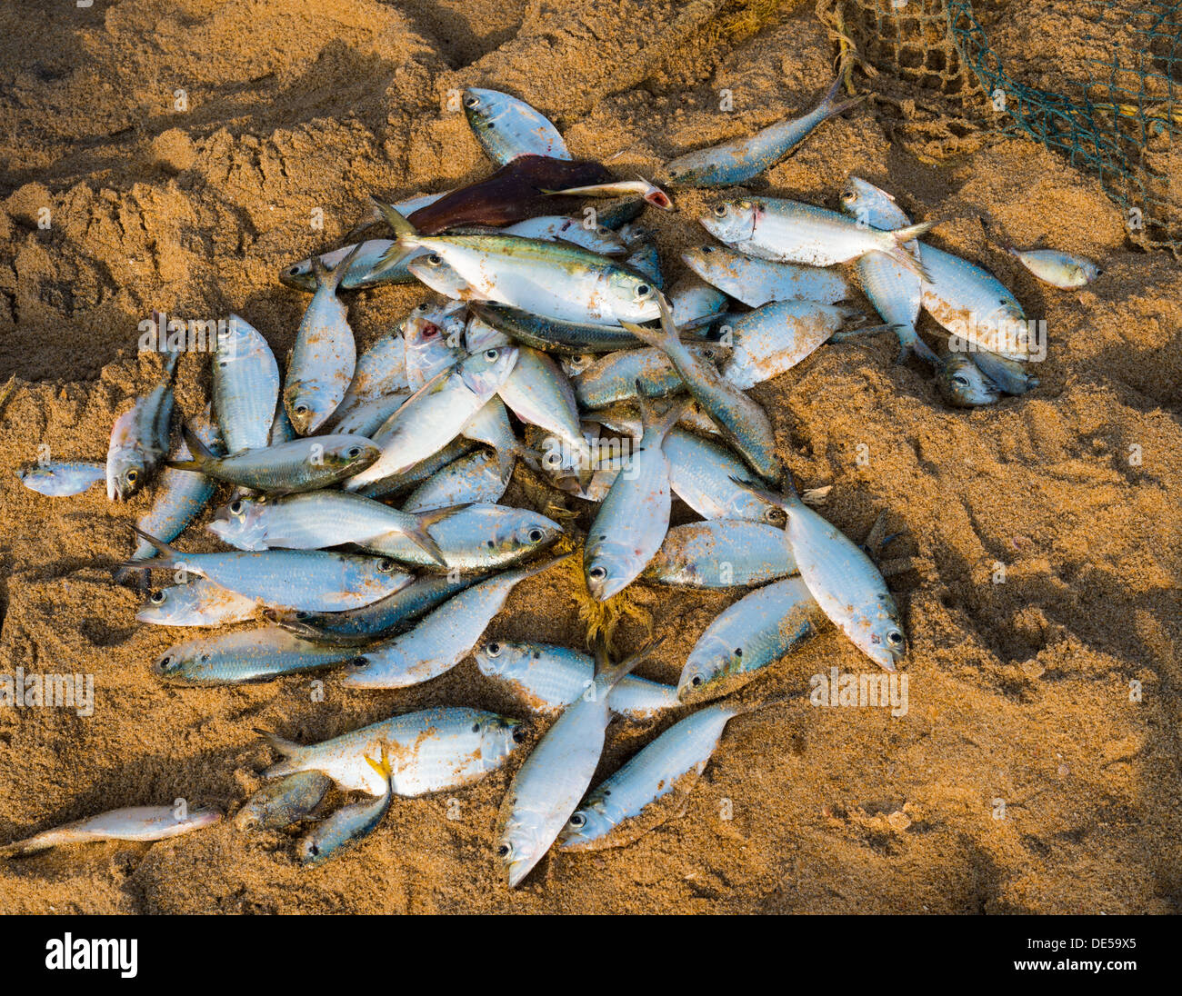 Stachelige fische -Fotos und -Bildmaterial in hoher Auflösung – Alamy