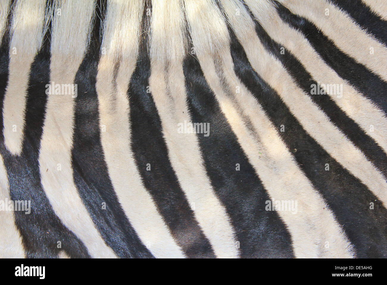 Zebra Streifen - Wildlife Hintergrund aus Afrika - Schönheit der Farbe und einzigartigen Markierungen Stockfoto