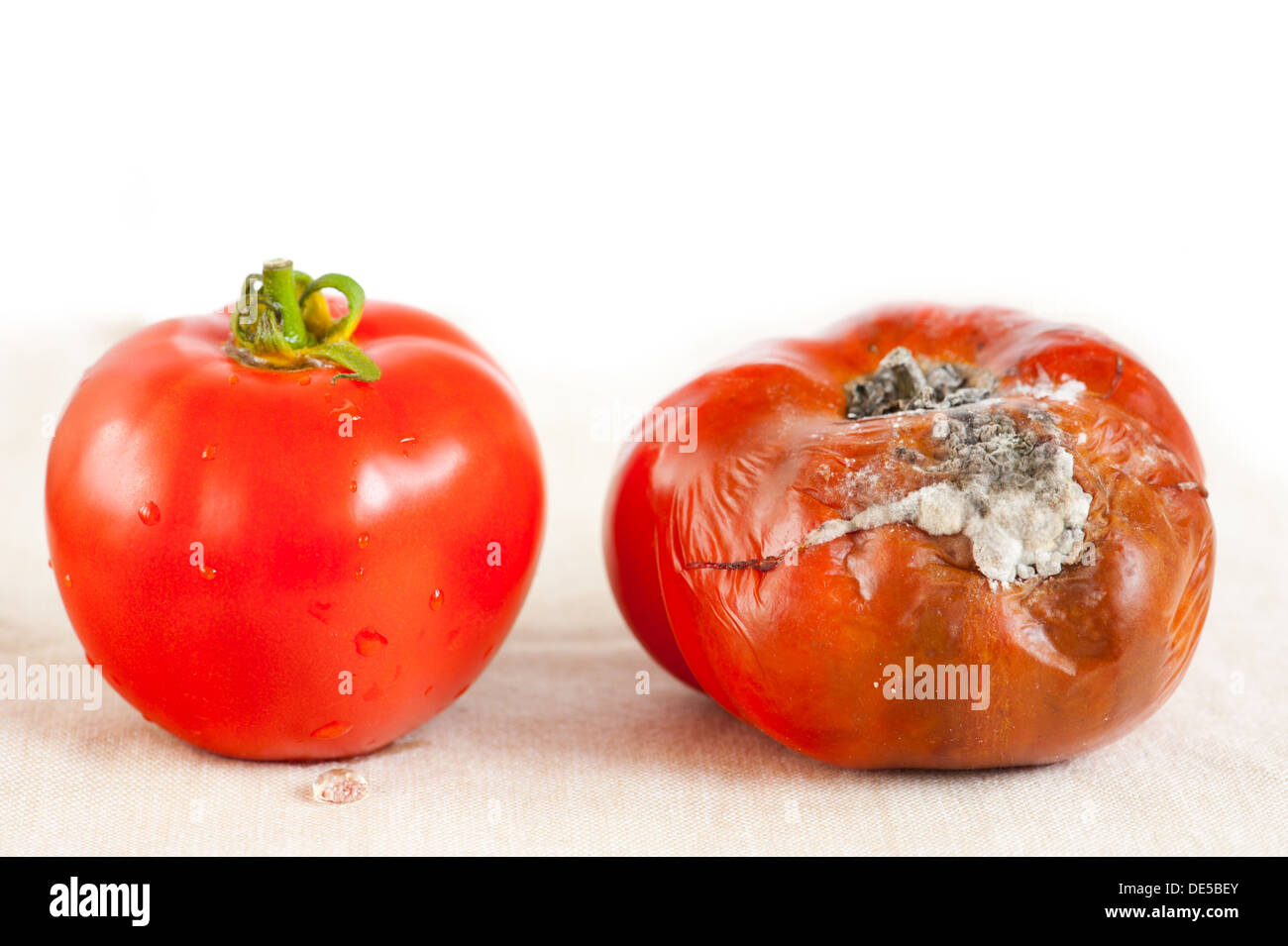 Eine rote Tomate mit Schimmelpilzbefall und eine gute Stockfoto