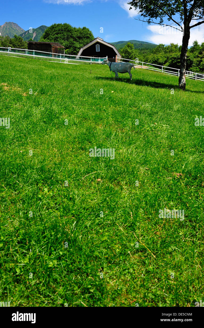 Makiba Park (Dude Ranch) im Sommer Stockfoto