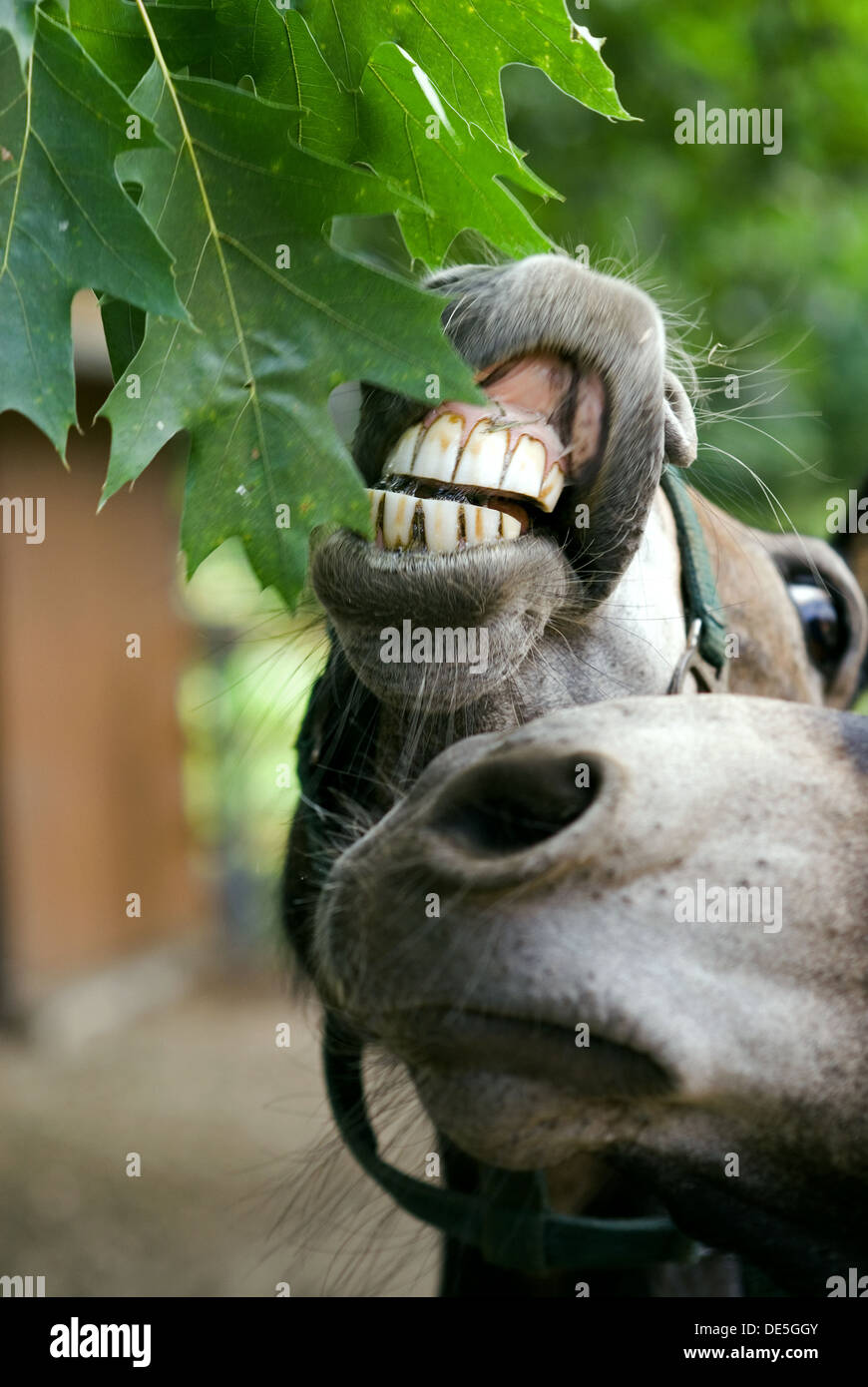 Maultiere, die versuchen, die Blätter zu fressen Stockfoto