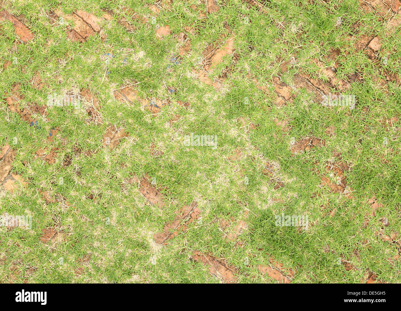 alten roten Ziegeln Pflastersteine mit Grass wachsen entlang (für den strukturellen Hintergrund) Stockfoto