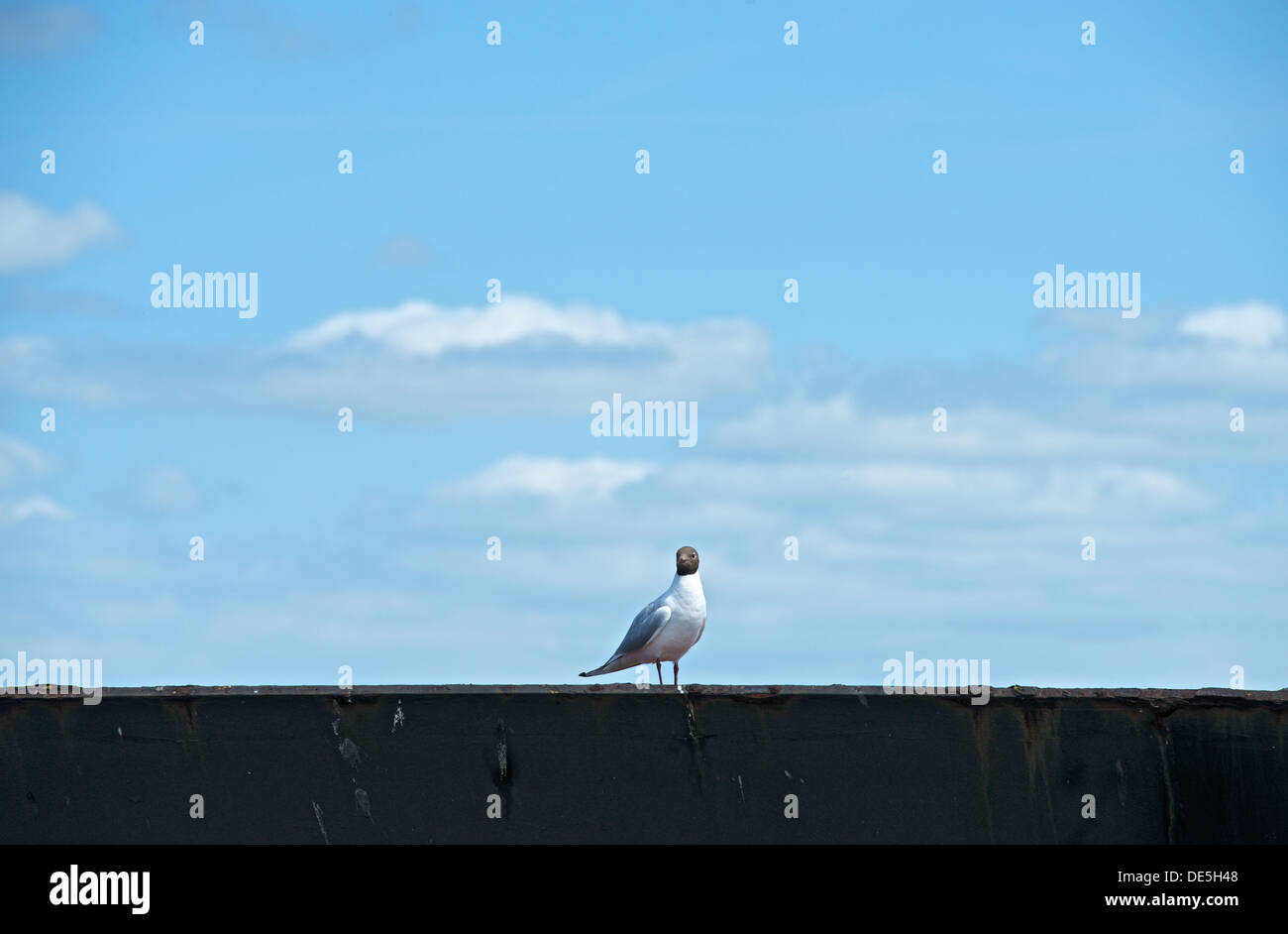 eine Lachmöwe Stockfoto