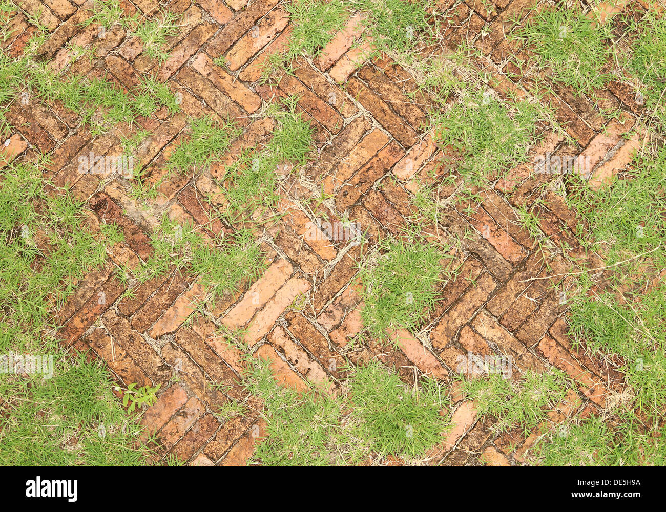 alten roten Ziegeln Pflastersteine mit Grass wachsen entlang (für den strukturellen Hintergrund) Stockfoto