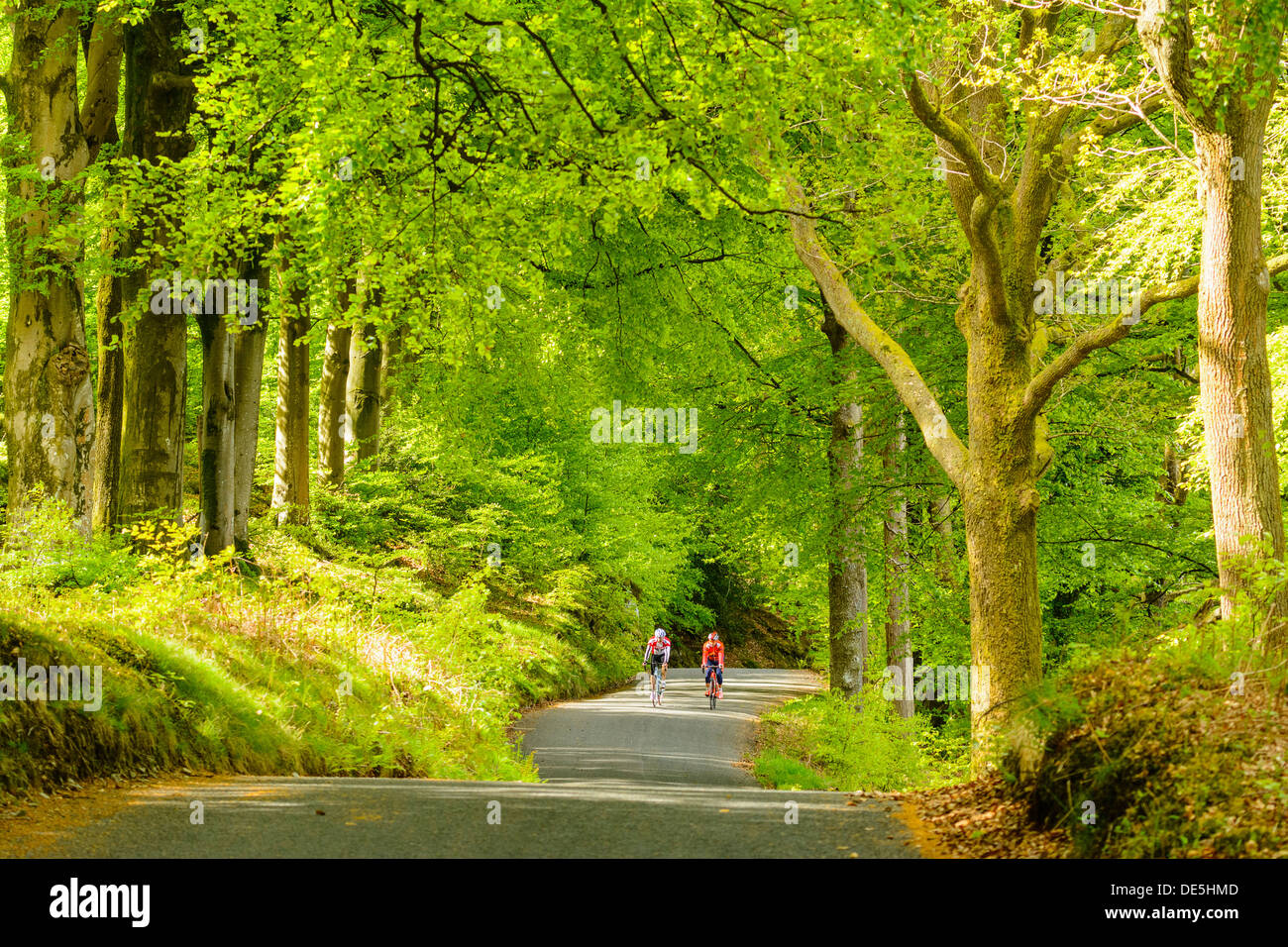 Radfahrer auf der bewaldeten Lane neben Coniston Water im englischen Lake District Stockfoto