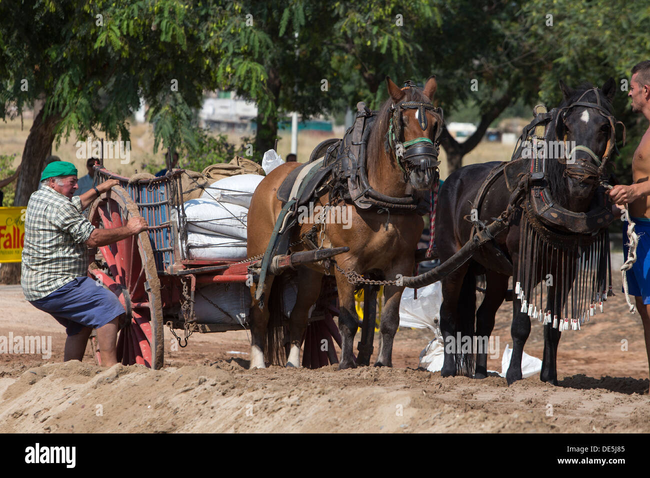 Gewicht ziehen Pferde Meisterschaft in Moncada, Valencia, Spanien Stockfoto