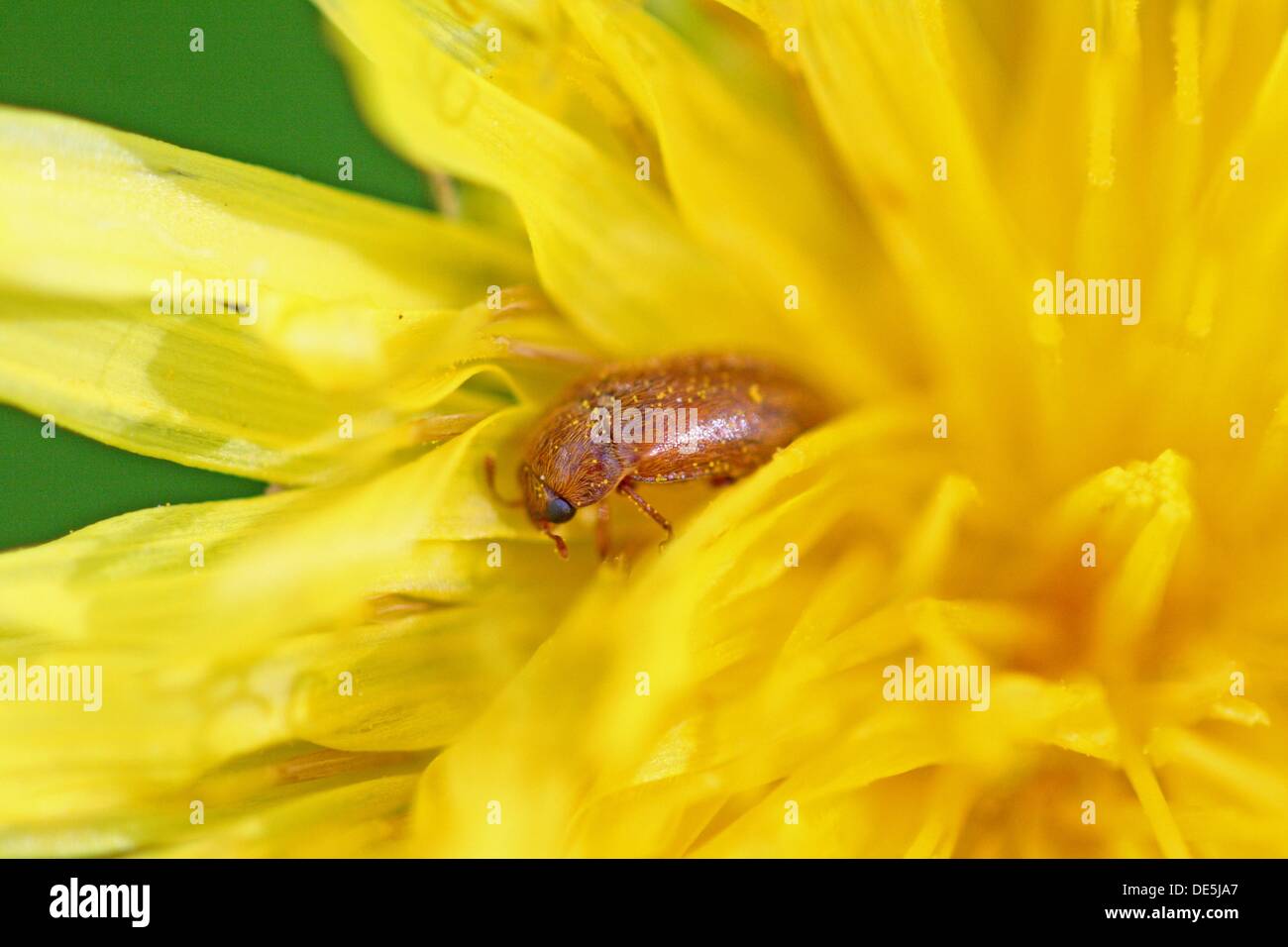 Wie man diese blume findet Fotos und Bildmaterial in hoher Auflösung