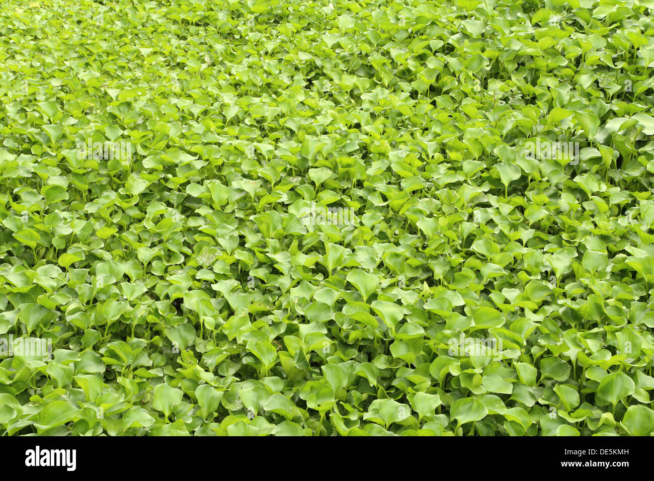 Wasserhyazinthe auf der Oberfläche des Flusses, thailand Stockfoto