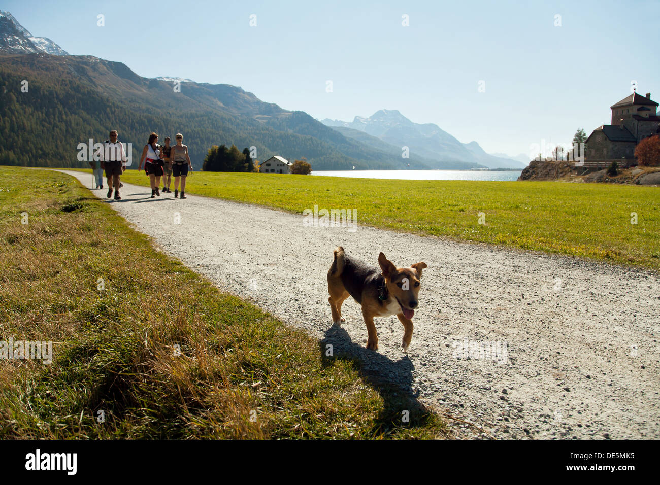 Silvaplana, Schweiz, Hund auf dem Silvaplanasee im Oberengadin Stockfoto