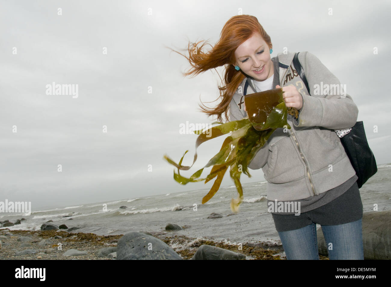 junge Teenagewoman auf Meeresbiologie Feldkurs Studium Seetang Algen am Strand, Criccieth, North Wales, windigen Nachmittag Stockfoto