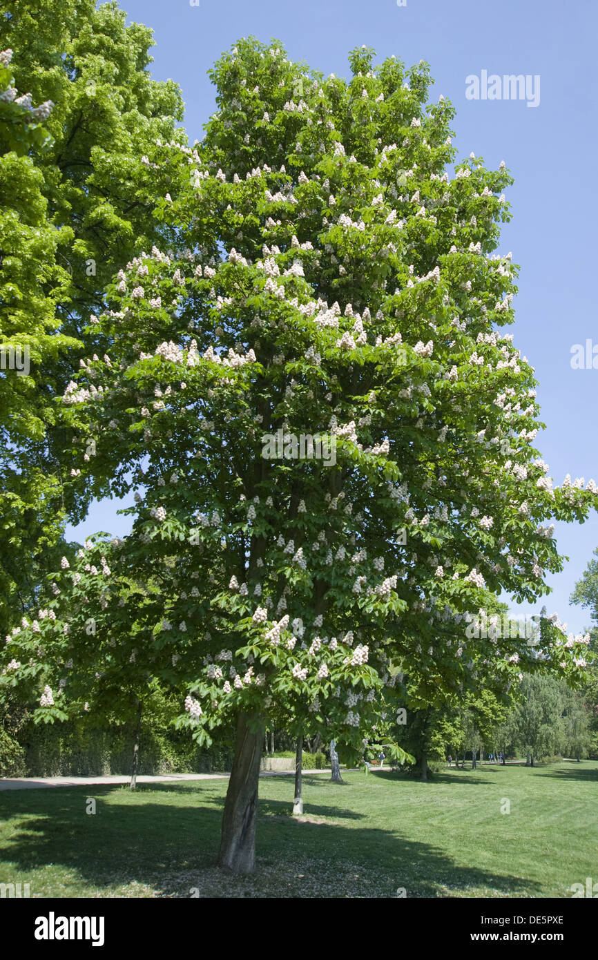 Rosskastanie, Aesculus hippocastanum Stockfoto