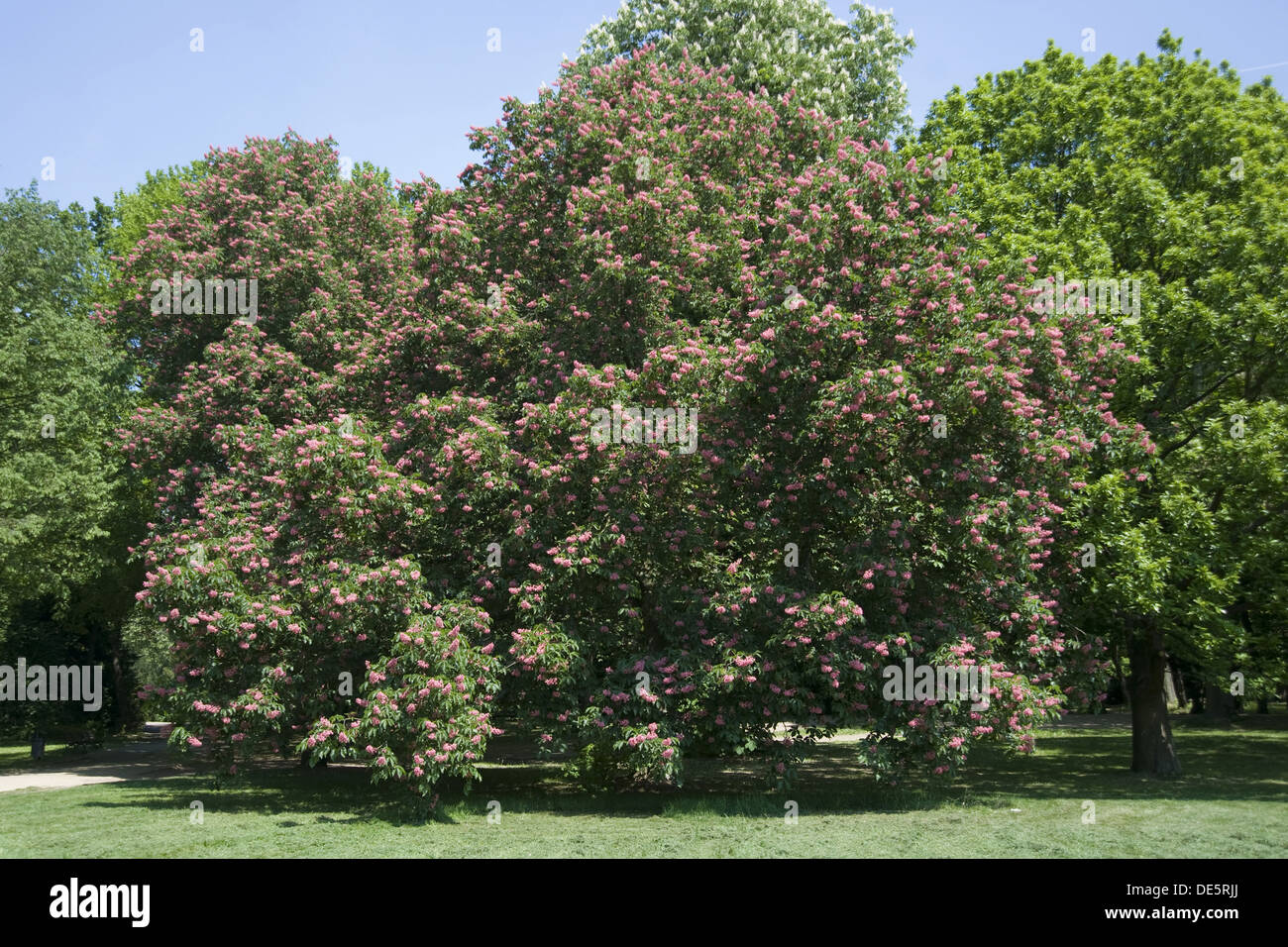 Rote Rosskastanie, Aesculus × carnea Stockfoto