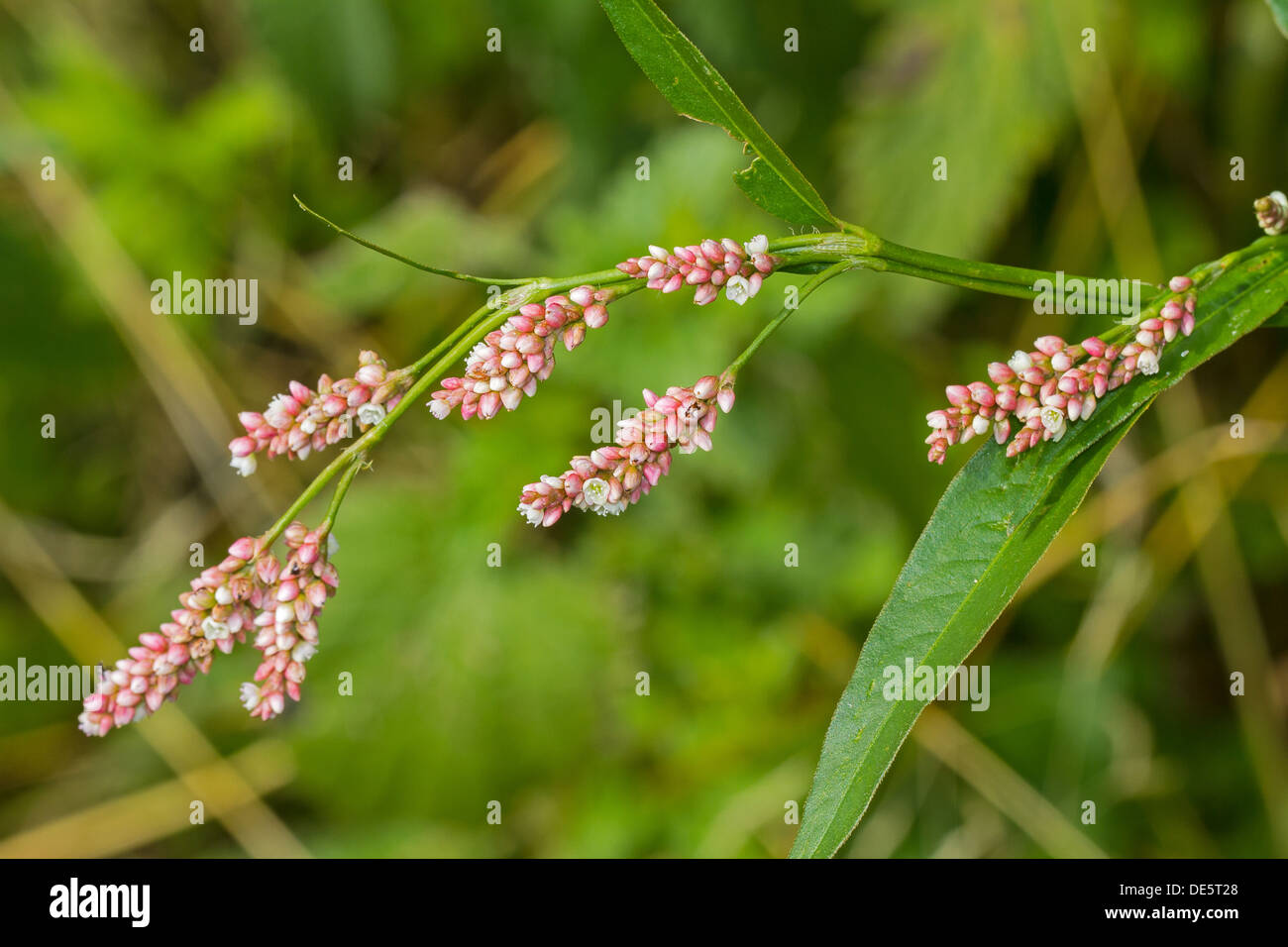 Rotschenkel (Persicaria Maculosa) Stockfoto