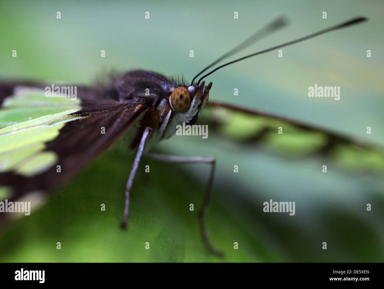 Hamm, Deutschland, Malachit Schmetterling sitzt auf einem Blatt Stockfoto