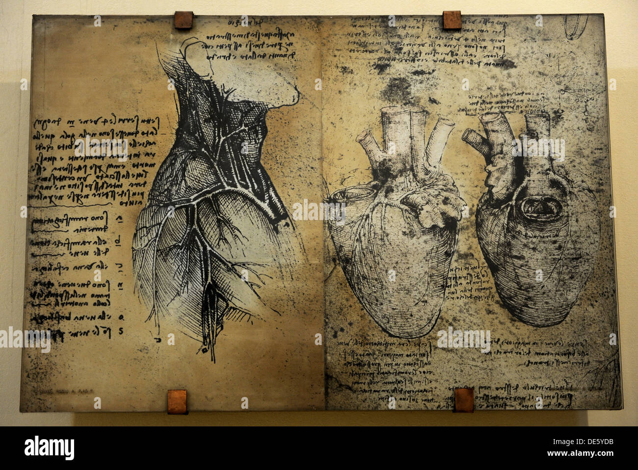 Leonardo da Vinci. Zeichnung des Herz-Kreislauf-Systems. Die Wissenschaft und Technik Museum Leonardo da Vinci. Mailand. Italien. Stockfoto