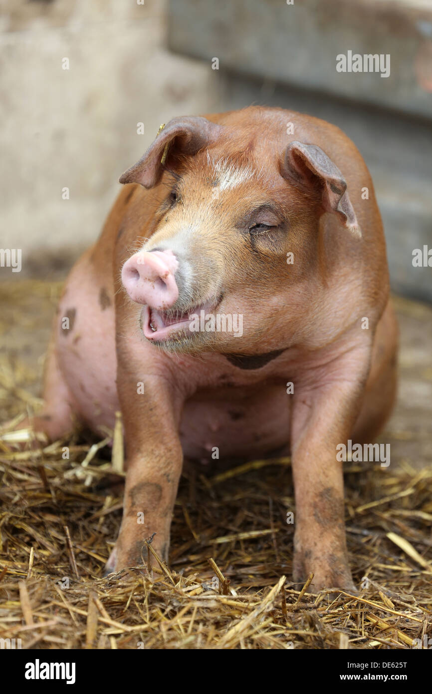 Strahlende Dorf, Deutschland, bunte Bentheimer Schweine grunzen Stockfoto