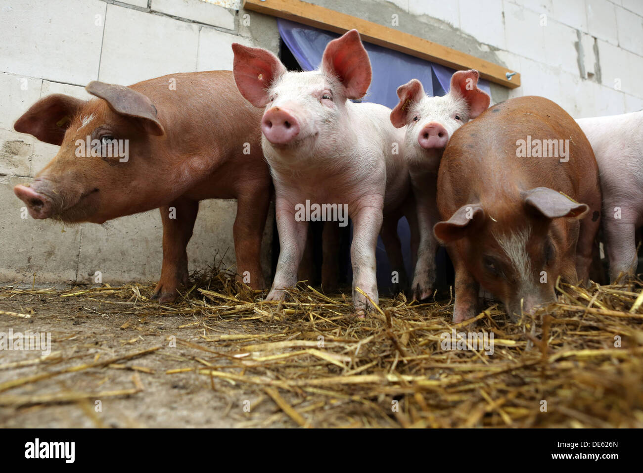 Strahlende Dorf, Deutschland, Bentheim schwarz Pied Schweine und Schweine Stockfoto