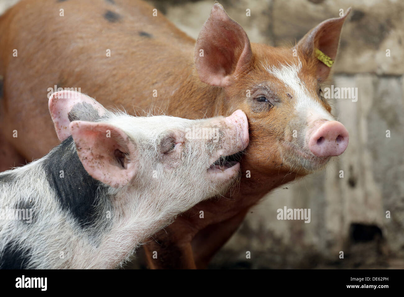 Strahlende Dorf, Deutschland, Bentheim schwarz Pied Schweine Stockfoto