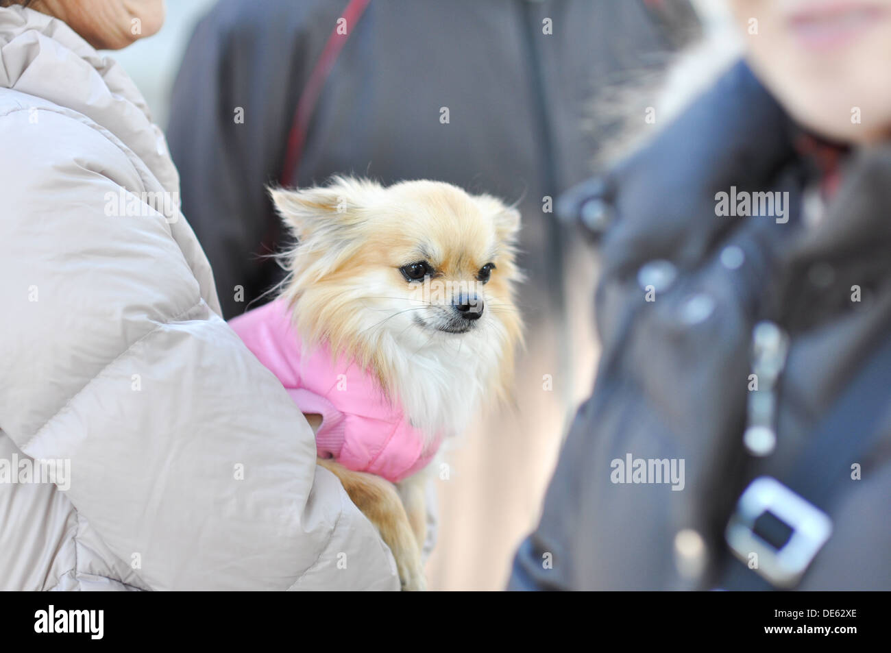 Ein Papillon, auch bekannt als ein kontinentaler Zwergspaniel. Stockfoto