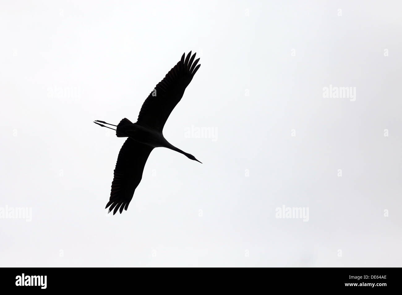 Strahlende Dorf, Deutschland, Silhouette von einem Kran im Flug Stockfoto