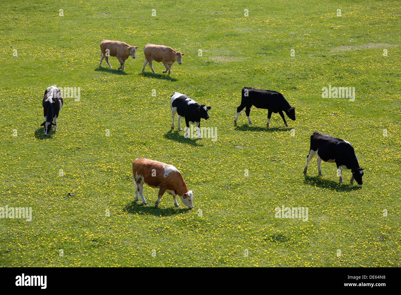 Hamm, Deutschland, grasen junge Rinder in den Lippeauen Stockfoto
