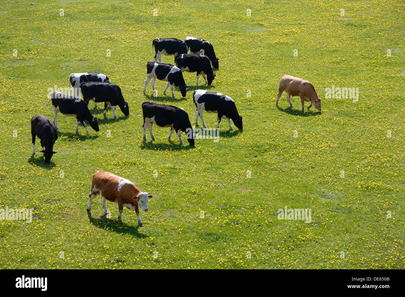 Hamm, Deutschland, grasen junge Rinder in den Lippeauen Stockfoto