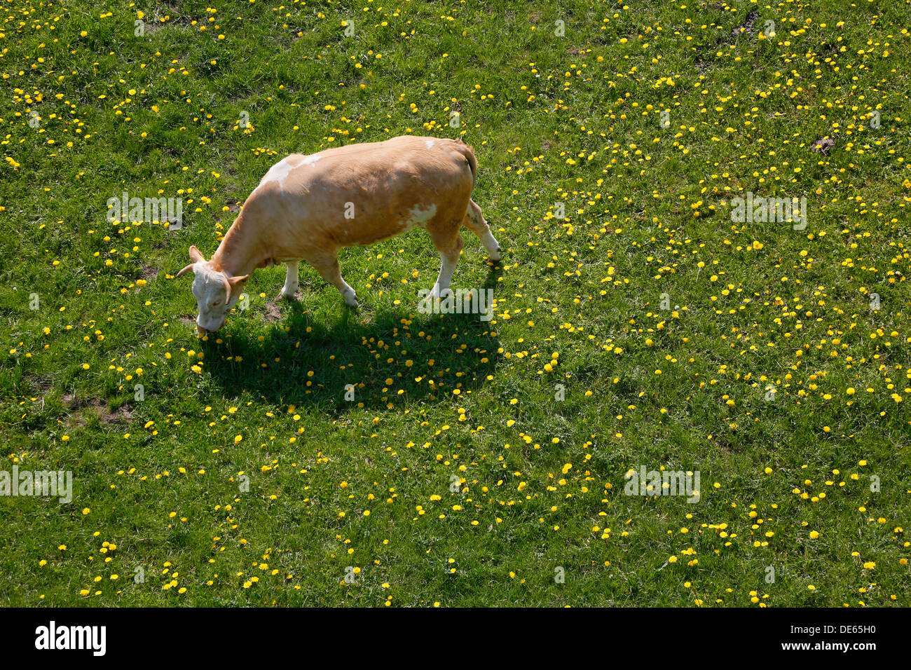 Hamm, Deutschland, junge Rinder weiden in den Lippeauen Stockfoto