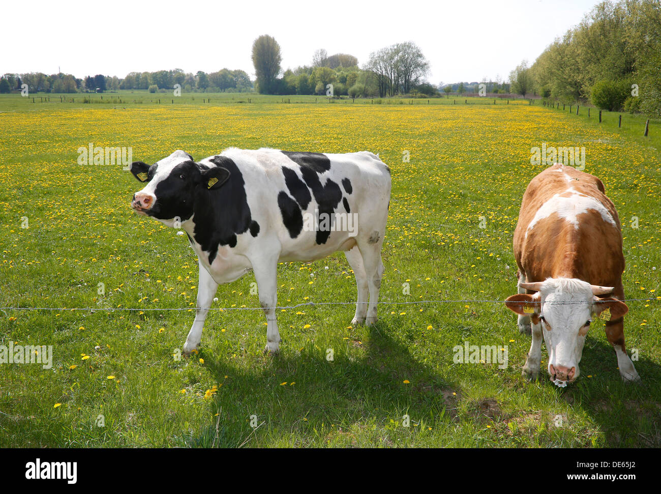 Hamm, Deutschland, grasen junge Rinder in den Lippeauen Stockfoto