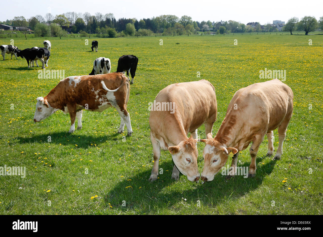 Hamm, Deutschland, grasen junge Rinder in den Lippeauen Stockfoto