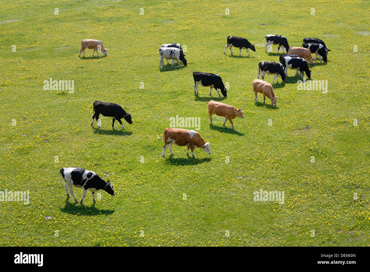 Hamm, Deutschland, grasen junge Rinder in den Lippeauen Stockfoto