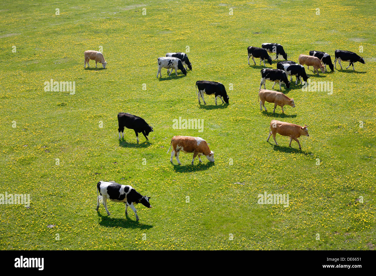 Hamm, Deutschland, grasen junge Rinder in den Lippeauen Stockfoto