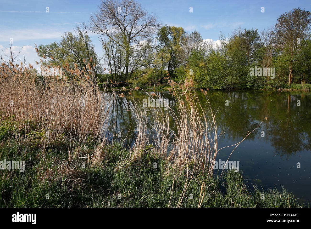 Hamm, Deutschland, Lippeaue Life-Projekt Stockfoto