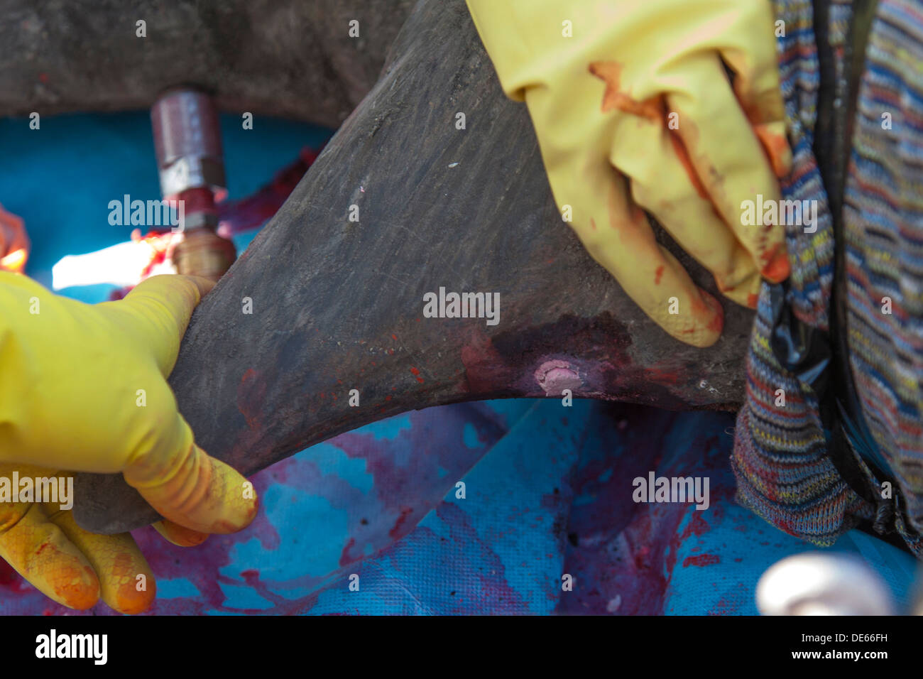 Nahaufnahme von einem Nashorn-Horn nach der Behandlung mit unauslöschlichen Farbstoff und Toxin als Abschreckung gegen Wilderer Stockfoto