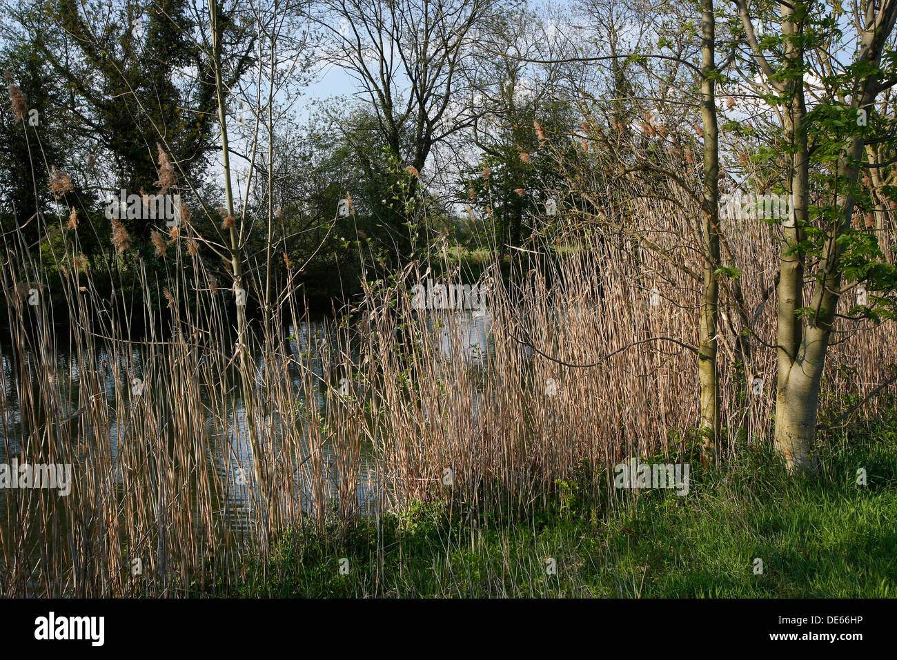 Hamm, Deutschland, Lippeaue Life-Projekt Stockfoto