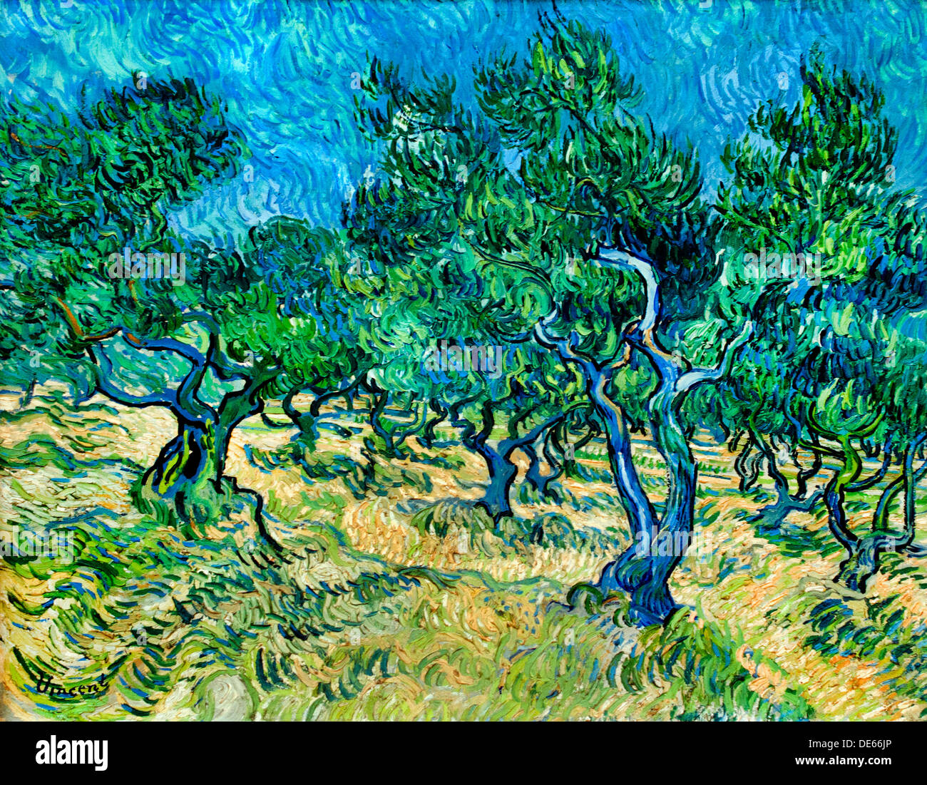 Olive Grove 1889 Saint Remy 1889 Vincent Van Gogh 1853-1890 Niederlande Niederlande Stockfoto
