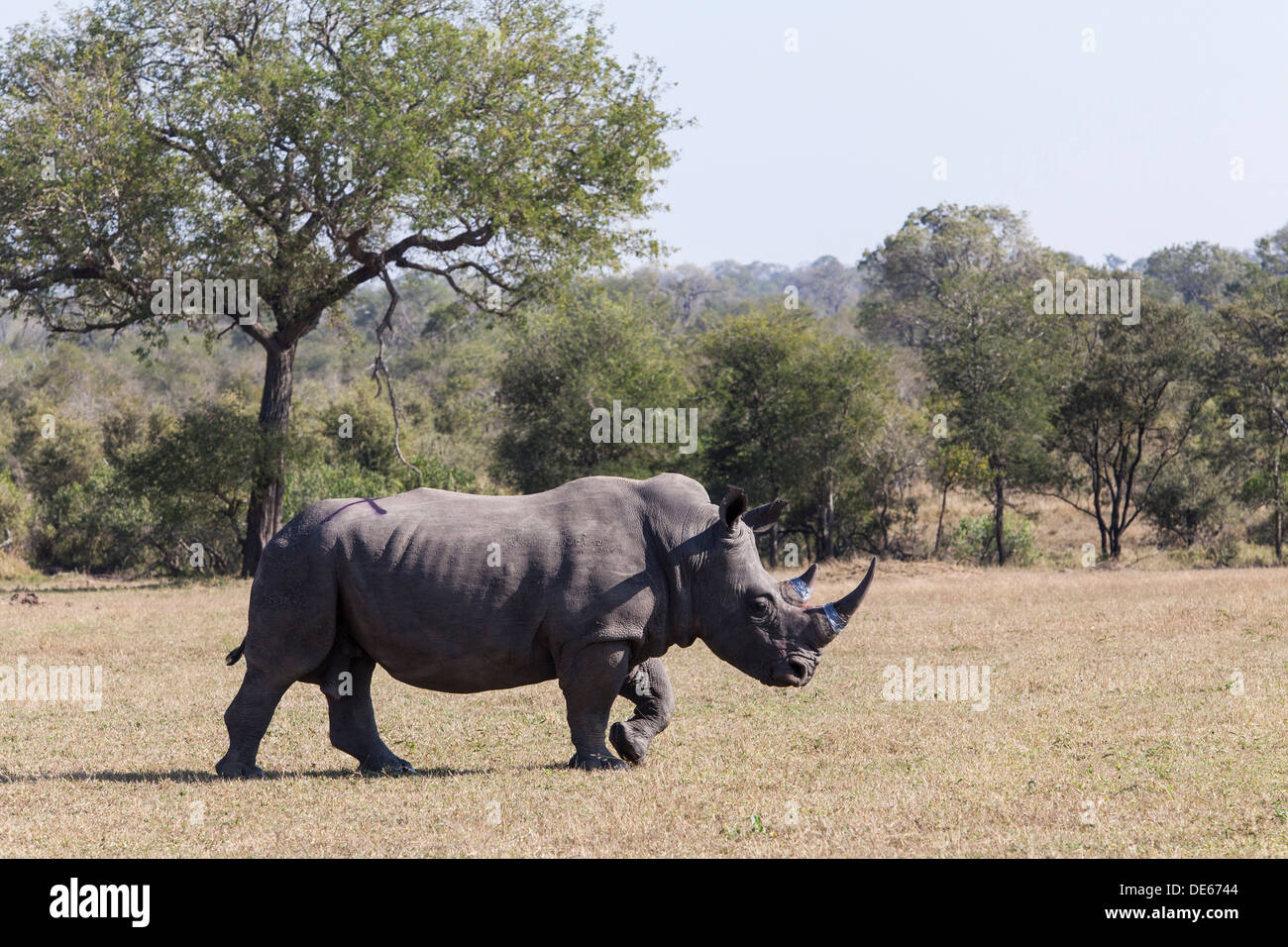 Ein Nashorn zu Fuß ab, nachdem er sein Horn mit Indellible Farbstoff und ein Toxin als eine Anti-Wilderer-Tereatiment behandelt Stockfoto