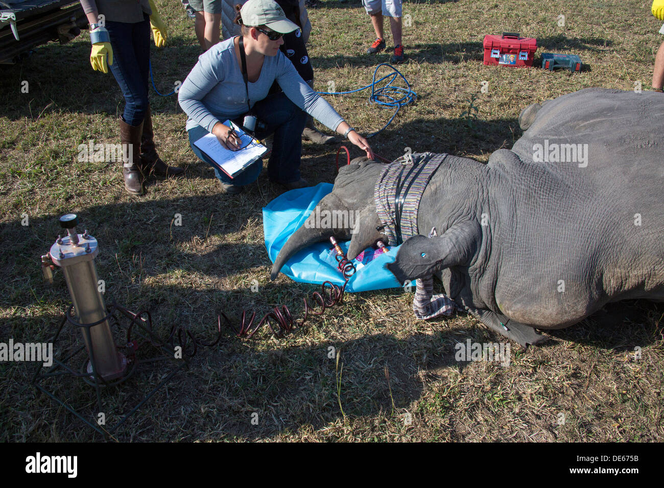 Ein betäubte Nashorn unter Behandlung um das Horn mit unauslöschlichen Farbstoff und Toxin als Abschreckung gegen Wilderer Stockfoto