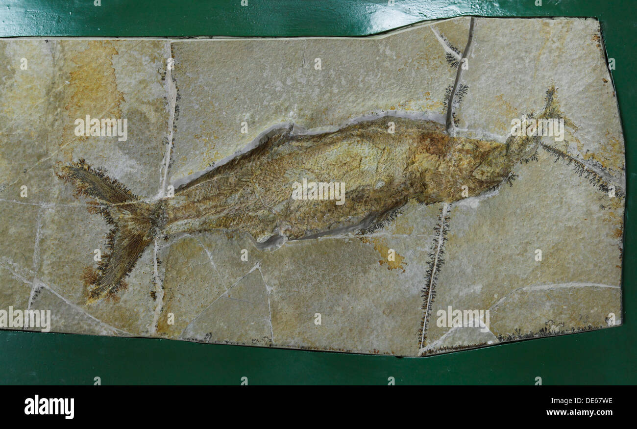 D-Bochum, Ruhrgebiet, Westfalen, Nordrhein Westfalen, NRW, Tierpark und Fossilium Bochum, Fossil von einem räuberisch Holostei hält eine gegessen Knochenfischen in seinen Rachen, Caturus furcatus Stockfoto