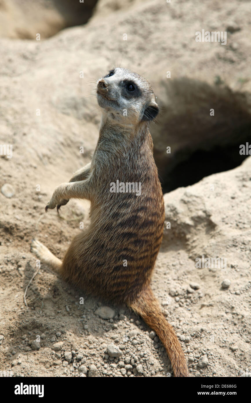 D-Bochum, Ruhrgebiet, Westfalen, Nordrhein Westfalen, NRW, Tierpark und Fossilium Bochum, Erdmännchen, Suricata Stockfoto