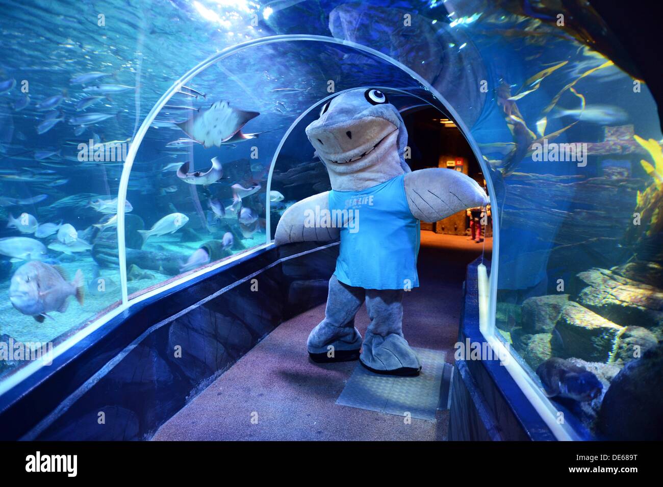 Eine HaiFigur steht im AquaDom und Sea Life in Berlin, Deutschland, 12. September 2013. Die Hai